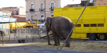 ¿Qué paso con los animales de circo tras la prohibición de 2015?