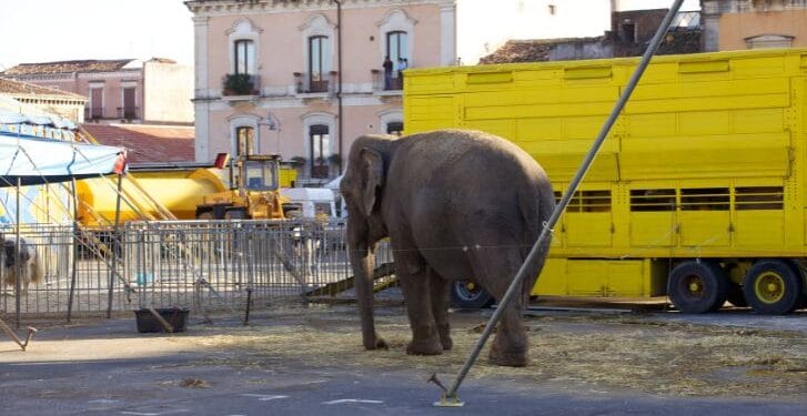 ¿Qué paso con los animales de circo tras la prohibición de 2015?