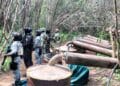 Desmantelan cuatro laboratorios clandestinos en operativo en Michoacán y Guerrero