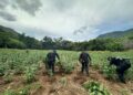 Destruyen cerca de 96 mil plantas de mariguana en tres sembradíos de Huetamo