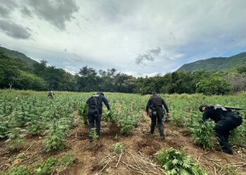 Destruyen cerca de 96 mil plantas de mariguana en tres sembradíos de Huetamo