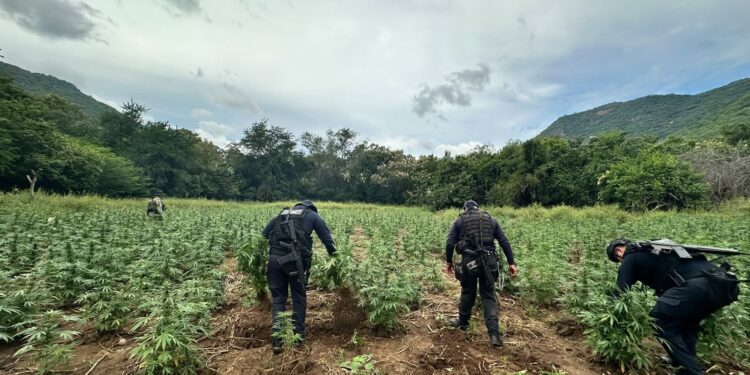 Destruyen cerca de 96 mil plantas de mariguana en tres sembradíos de Huetamo