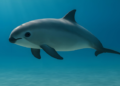 México reduce 86% la zona de restricción pesquera donde sobrevive la vaquita marina